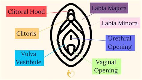 labia inner